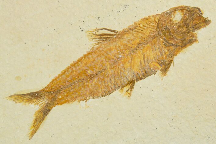 Detailed Fossil Fish (Knightia) - Wyoming #355647